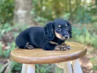 Molly, a female Miniature Dachshund for sale in Newnan, GA – 1 of 5