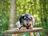 Heidi, a female Miniature Dachshund for sale in Newnan, GA – 2 of 5