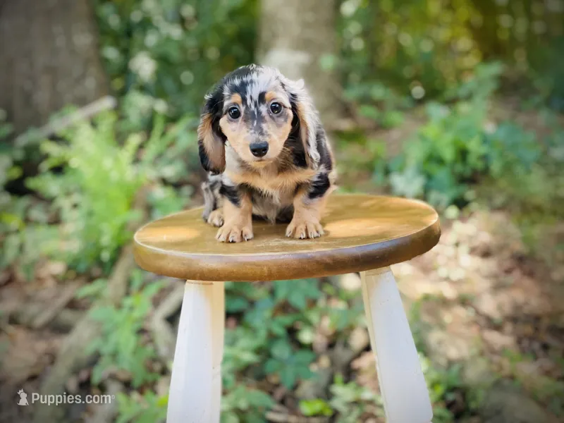 Heidi – Miniature Dachshund puppy for sale in Newnan, GA