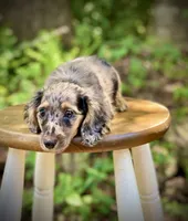 Bruno, a male Miniature Dachshund for sale in Newnan, GA – 3 of 3