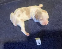 Della’s #2, a male Brittany for sale in Eaton, OH – 3 of 5