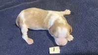 Della’s #1, a male Brittany for sale in Eaton, OH – 3 of 4
