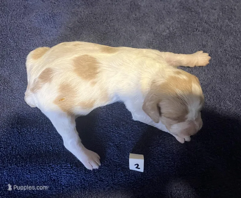 Casey’s #2 – Brittany puppy for sale in Eaton, OH