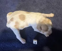 Casey’s #2, a female Brittany for sale in Eaton, OH – Photo 1 of 4