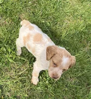 Casey’s #2, a female Brittany for sale in Eaton, OH – 2 of 4