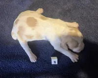 Casey’s #2, a female Brittany for sale in Eaton, OH – Photo 4 of 4