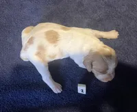 Casey’s #2, a female Brittany for sale in Eaton, OH – Photo 2 of 4