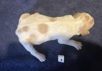 Casey’s #2, a female Brittany for sale in Eaton, OH – Photo 3 of 4