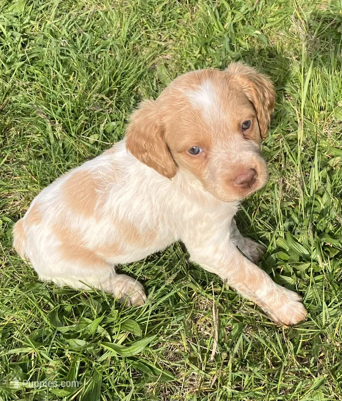 Casey’s #2 – Brittany puppy for sale in Eaton, OH