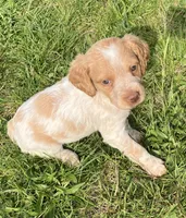 Casey’s #2, a female Brittany for sale in Eaton, OH – 1 of 4