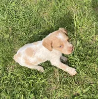 Casey’s #2, a female Brittany for sale in Eaton, OH – 3 of 4