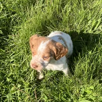 Casey’s #2, a female Brittany for sale in Eaton, OH – 4 of 4