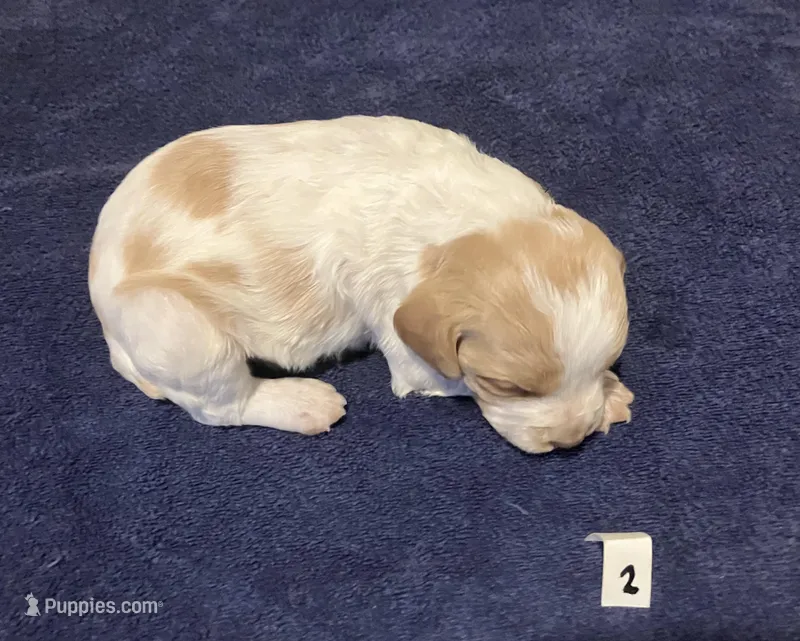 Casey’s #2 – Brittany puppy for sale in Eaton, OH