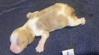 Della’s #1, a male Brittany for sale in Eaton, OH – 2 of 4