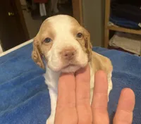 Della’s #1, a male Brittany for sale in Eaton, OH – 4 of 4