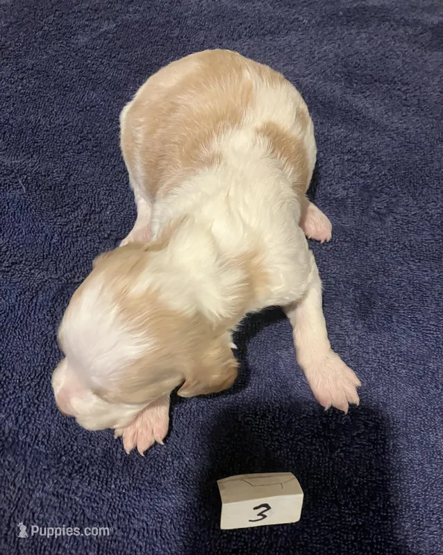 Casey’s #3 – Brittany puppy for sale in Eaton, OH