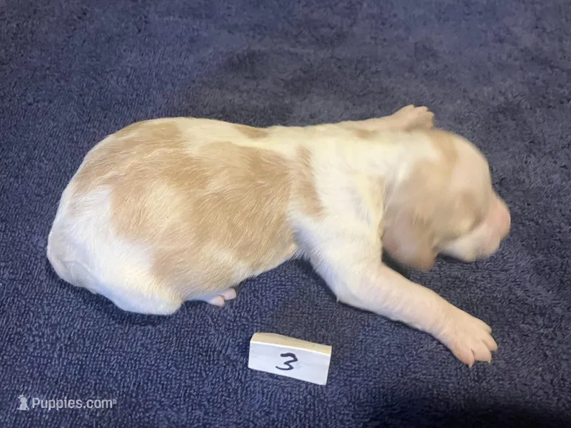 Casey’s #3, a female Brittany for sale in Eaton, OH – Photo 1 of 3