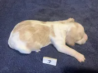 Casey’s #3, a female Brittany for sale in Eaton, OH – Photo 1 of 3