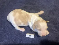 Casey’s #3, a female Brittany for sale in Eaton, OH – Photo 3 of 3