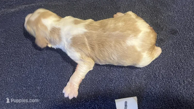 Della’s #1 – Brittany puppy for sale in Eaton, OH