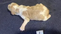 Della’s #1, a male Brittany for sale in Eaton, OH – 1 of 4