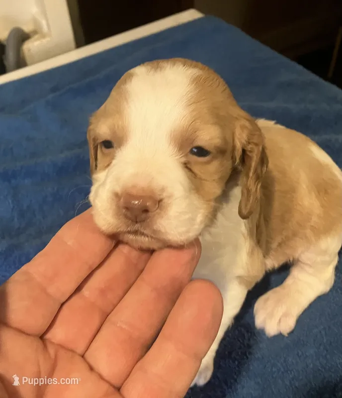 Della’s #1 – Brittany puppy for sale in Eaton, OH