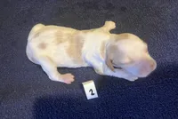 Della’s #2, a male Brittany for sale in Eaton, OH – 4 of 5