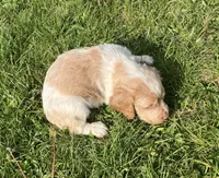 Casey’s #4, a male Brittany for sale in Eaton, OH – 2 of 3