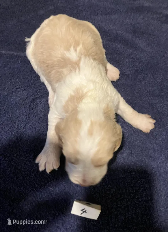 Casey’s #4 – Brittany puppy for sale in Eaton, OH