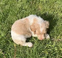Casey’s #4, a male Brittany for sale in Eaton, OH – 3 of 3