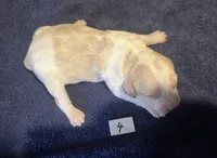 Casey’s #4, a male Brittany for sale in Eaton, OH – Photo 3 of 4