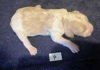 Casey’s #4, a male Brittany for sale in Eaton, OH – Photo 2 of 4