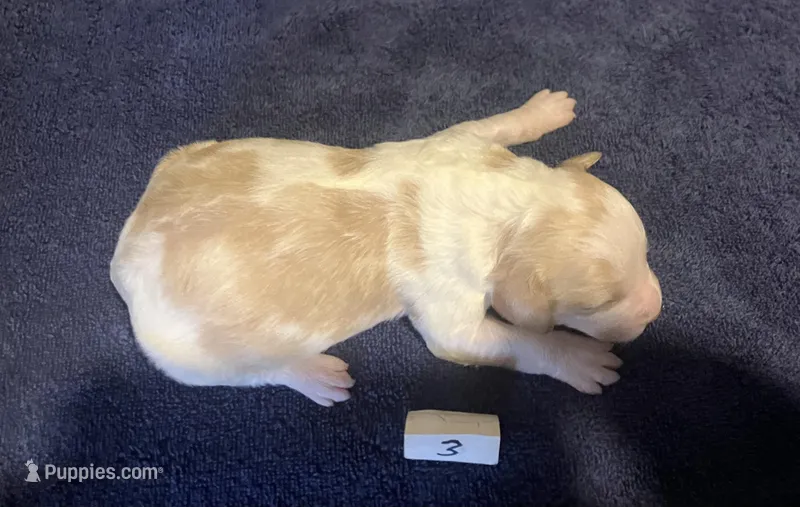 Casey’s #4 – Brittany puppy for sale in Eaton, OH