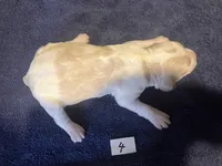 Casey’s #4, a male Brittany for sale in Eaton, OH – Photo 4 of 4