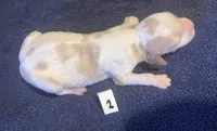 Della’s #2, a male Brittany for sale in Eaton, OH – 1 of 5