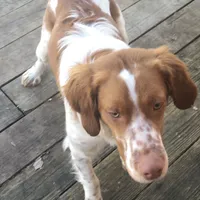 Mollys's #7, a male Brittany for sale in Eaton, OH – Photo 3 of 4