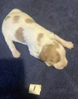 Casey’s # 1, a female Brittany for sale in Eaton, OH – Photo 3 of 3