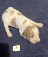 Casey’s # 1, a female Brittany for sale in Eaton, OH – Photo 2 of 3