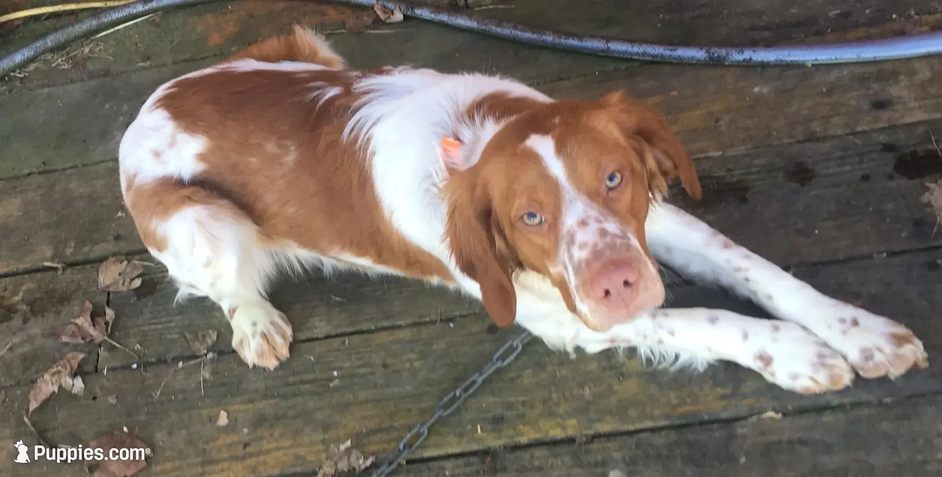Mollys's #7, a male Brittany for sale in Eaton, OH – Photo 4 of 4