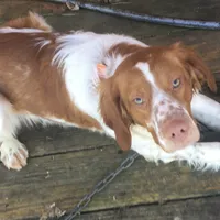 Mollys's #7, a male Brittany for sale in Eaton, OH – Photo 1 of 4