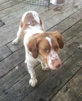 processed/c6d9931b-f795-40b5-82d6-ce9c97bdcf3a/listing/e9126deb-61f4-47fc-9d57-a5c1f771d0fb/97220ad2-178b-4ff7-ad62-fc956accbb33