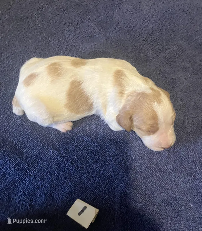 Casey’s # 1 – Brittany puppy for sale in Eaton, OH