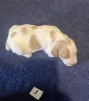 Casey’s # 1, a female Brittany for sale in Eaton, OH – Photo 1 of 3