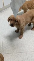 Shadow, a male Golden Retriever for sale in Stanley, NC – 4 of 4
