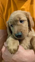 Shadow, a male Golden Retriever for sale in Stanley, NC – 3 of 4