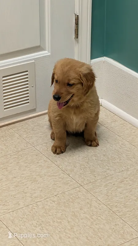 Chewy – Golden Retriever puppy for sale in Stanley, NC