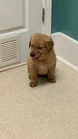 Chewy, a male Golden Retriever for sale in Stanley, NC – 1 of 3
