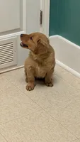 Chewy, a male Golden Retriever for sale in Stanley, NC – 2 of 3