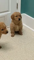 Chewy, a male Golden Retriever for sale in Stanley, NC – 3 of 3