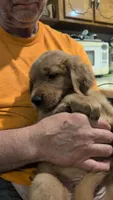 Shadow, a male Golden Retriever for sale in Stanley, NC – 2 of 4